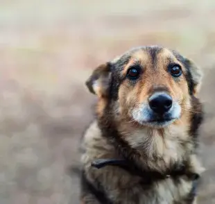 Perro con moquillo: los síntomas afectan gradualmente la salud del animal