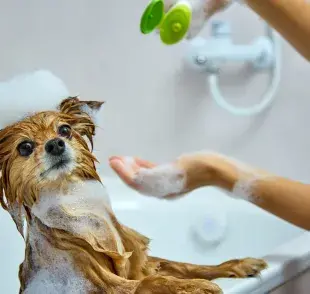 Descubre cuál es el mejor champú para perros