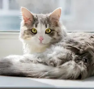 La bartonelosis es causada y transmitida entre los animales y humanos por medio de una bacteria