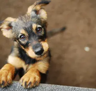 Para saber con cuántos años un perro deja de ser cachorro debe considerarse la raza y el porte