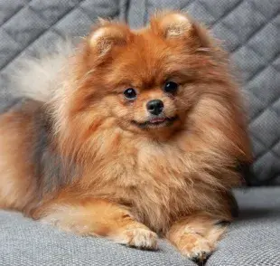 Spitz: el perro que parece un lobo incluye varias razas de diversos tamaños 