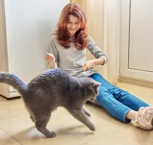 Equilibrio en gatos: ¿es verdad que siempre caen de pie?