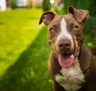 Cortes de orejas en Pitbull ¿Existe algún beneficio para el cachorro?