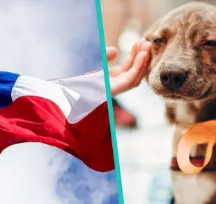 ¡Adoptar un perrito le cambia la vida a él y a ti!
