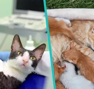 Esterilizar una gata gestante no es cruel