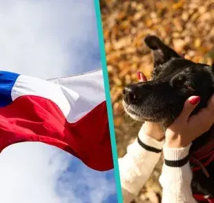 Los perros de color negros son los menos adoptados