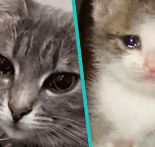 Acudir con tu veterinario de confianza siempre es la mejor forma de lidiar con la situación