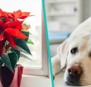 Procura tener la flor de Nochebuena en lugares elevados