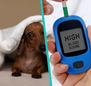 Uno de cada 500 gatos y perros desarrollan diabetes en su vida