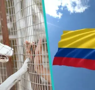 Tres lugares a los que puedes acudir para adoptar