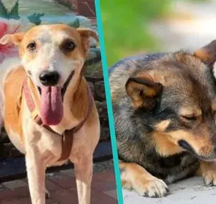 Cayena es la cara de un proyecto para sensibilizar sobre el abandono de animales