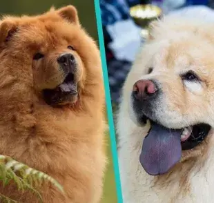 Chow Chow: la raza de perros con lengua azul