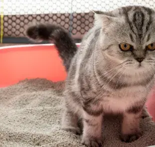 La arena para gatos casera no es una buena opción para el felino