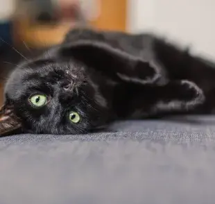 El gato negro es muy dócil y amoroso con los tutores