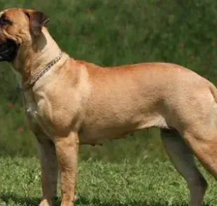 El perro mastiff disfruta de una casa con jardín grande