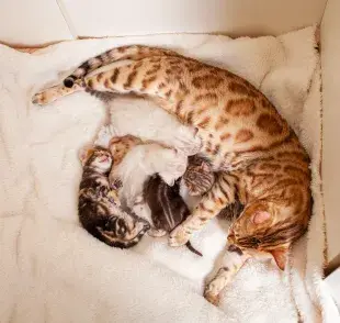 Los gatos bengalí son de los más populares en Colombia