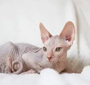 El gato egipcio sí tiene pelo