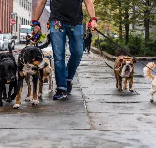 Un paseo diario de 30 minutos ayudará a liberar energía a tu perrito