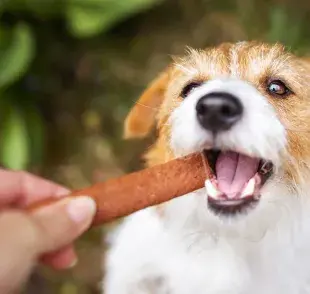 El bifecito es uno de los bocaditos preferidos de los perros