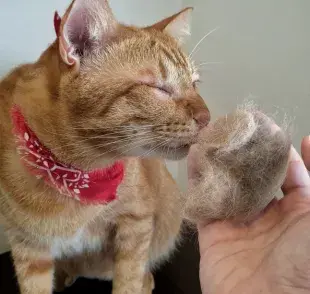 La bola de pelo puede provocar gastritis crónica en el gato y obstrucción intestinal