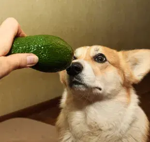 ¿El aguacate les hace mal a los perros? Fíjate si la fruta puede formar parte de la dieta de tu mascota