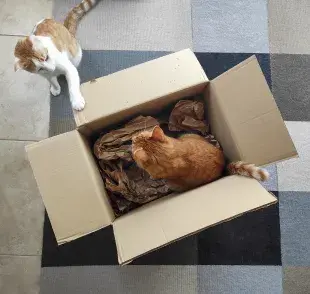 Juguetes para gatos caseros 