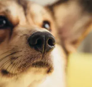 Una nariz seca en un perro podría indicar deshidratación