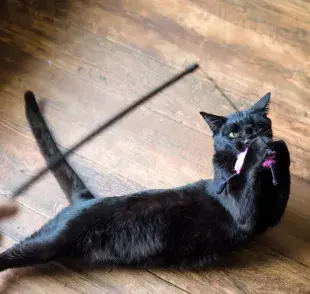 Enriquecimiento ambiental: el gato de tres patas también puede jugar