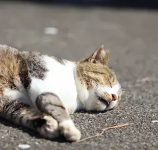 El gato se desmaya por diferentes motivos, pero la causa principal son problemas de corazón