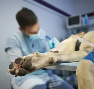 Detectar de forma temprana los síntomas de parvovirus puede salvarle la vida a tu perro