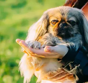 Los animales de compañía podrían ser considerados legalmente como integrantes de la familia en Colombia