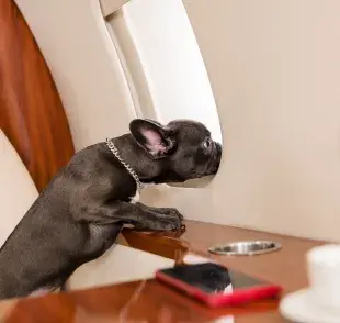 Los perros que quieran viajar en avión requieren su esquema de vacunación completo
