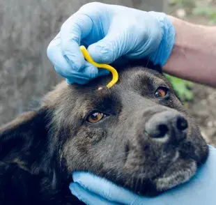 Los diferentes tipos de garrapatas de perro pueden causar enfermedades graves
