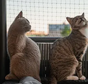Malla para gatos, la mejor herramienta para cuidar a tu gatito