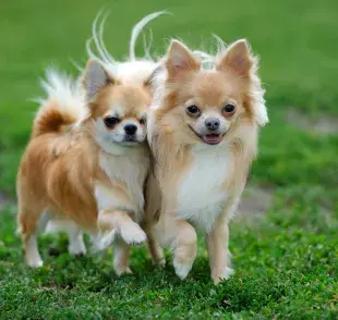 10 razas de perros ideales para departamentos