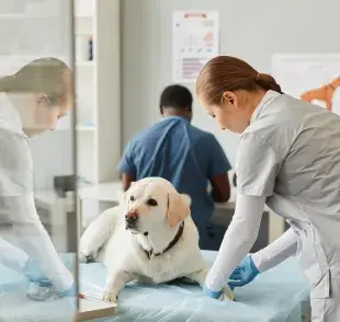 TVT en perros: causas y tratamiento