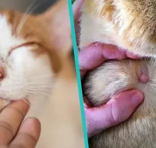 La causa principal de las verrugas es el papilomavirus felino o PVF