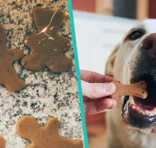 ¡Es posible darle galletas navideñas a tu perro!