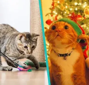¡Todos estos regalos puedes encontrarlos por internet!