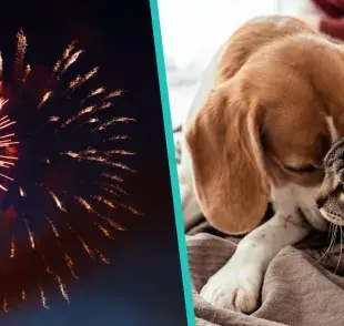 La mejor opción que encontramos es destinar un cuarto con todas las necesidades que nuestros peludos requieran