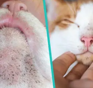 El acné felino se caracteriza por la presencia de protuberancias pequeñitas que se acompañan de puntos negros o blanquecinos