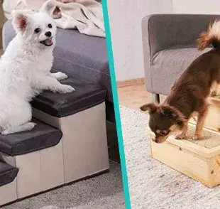 Las escaleras para perros ayudan a fortalecer su confianza