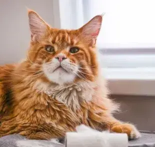 ¿No sabes qué hacer con el gato que suelta mucho pelo? Mira algunos consejos importantes