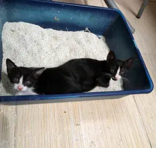 Descubre dónde poner la caja de arena para gatos en tu apartamento