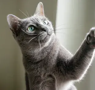 Las almohadillas de la pata del gato protegen las articulaciones de los felinos 