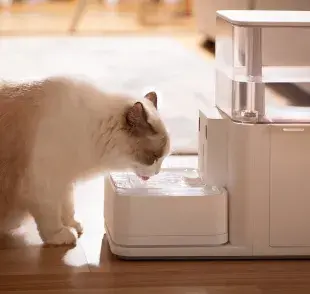 Los gatos sienten calor y necesitan hidratarse mucho en el verano