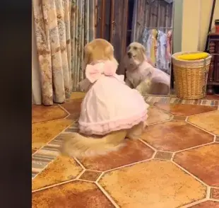 Golden Retriever hembra reacciona de forma inesperada a un regalo insólito y viraliza en la web