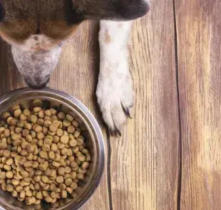 La ración del perro debe considerar la especie, la edad y el porte del animal