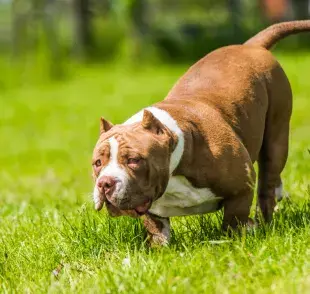 El American Bully Pocket es uno de los tamaños más chicos de la raza que parece Pitbull.