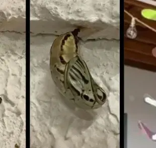 Capullo de mariposa tiene un resultado impresionante: ¡un mariposón!